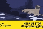 Stop Puppy Smuggling