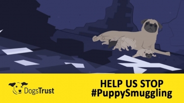 Stop Puppy Smuggling